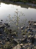 Alisma plantago-aquatica. Верхушка цветущего растения. Краснодарский край, окр. г. Крымск, берег р. Адагум. 29.08.2013.