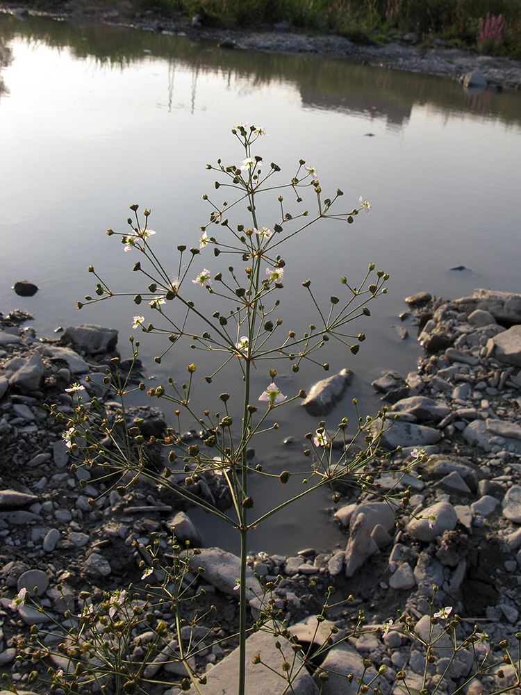 Image of Alisma plantago-aquatica specimen.