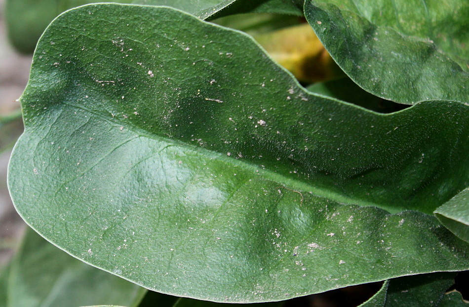 Image of Limonium coriarium specimen.