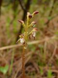 Corallorhiza trifida. Верхушка генеративного побега (более редкий вариант окраски цветков). Мурманская обл., Североморский р-н, окр. пос. Росляково, ивовые заросли на влажном лугу. 19.06.2009.