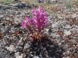 Pedicularis lanata. Цветущее растение в лишайниковой тундре. Чукотский автономный округ, Чукотский р-н, окр. села Лорино. 19 июня 2013 г.