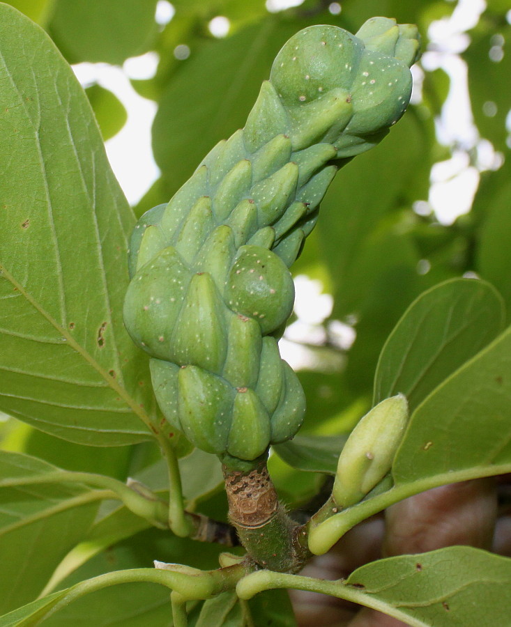 Image of Magnolia denudata specimen.