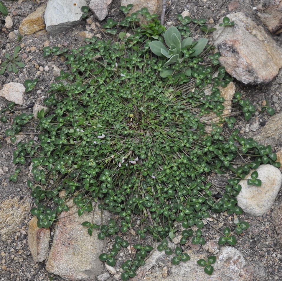 Изображение особи Trifolium uniflorum.