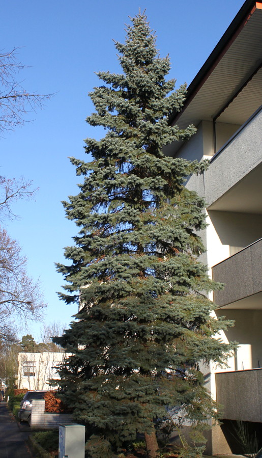 Image of Picea pungens f. glauca specimen.