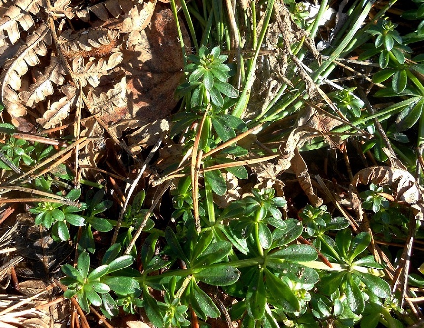 Image of genus Galium specimen.