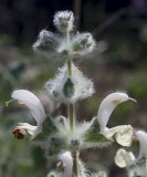Salvia dominica. Верхушка соцветия. Израиль, гора Гильбоа, гарига. 22.03.2014.