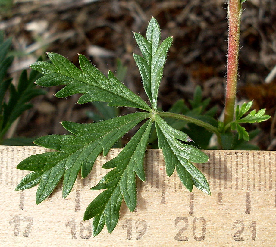 Image of Potentilla heidenreichii specimen.