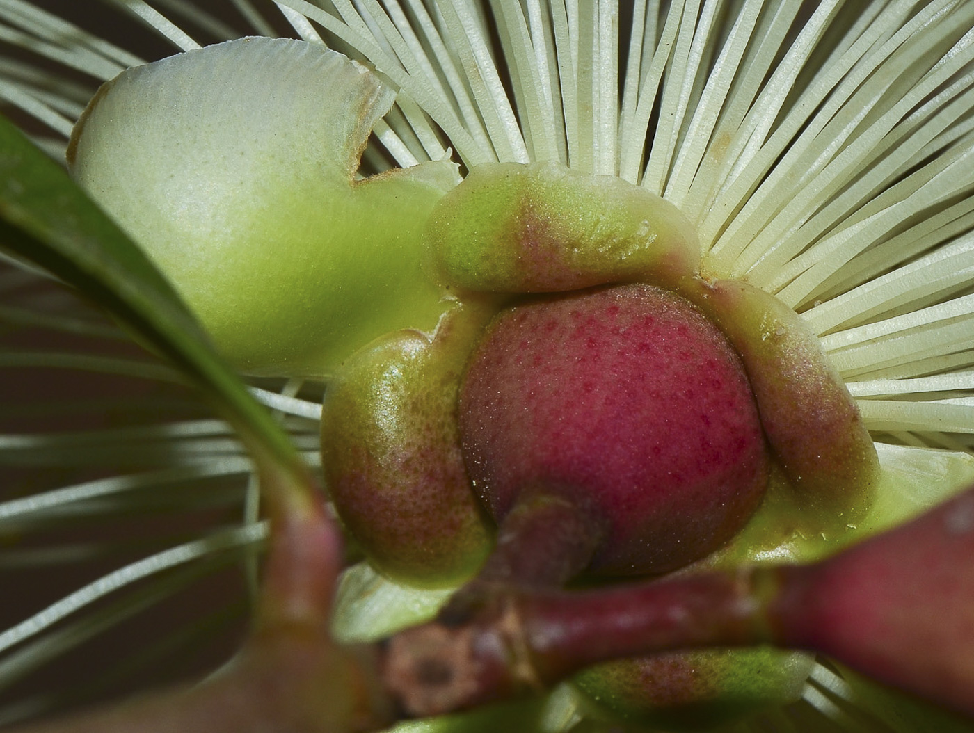 Image of Syzygium jambos specimen.