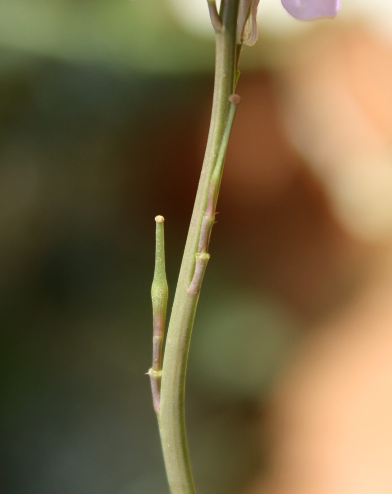 Изображение особи Erucaria hispanica.