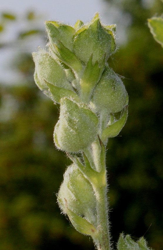 Image of Malva olbia specimen.