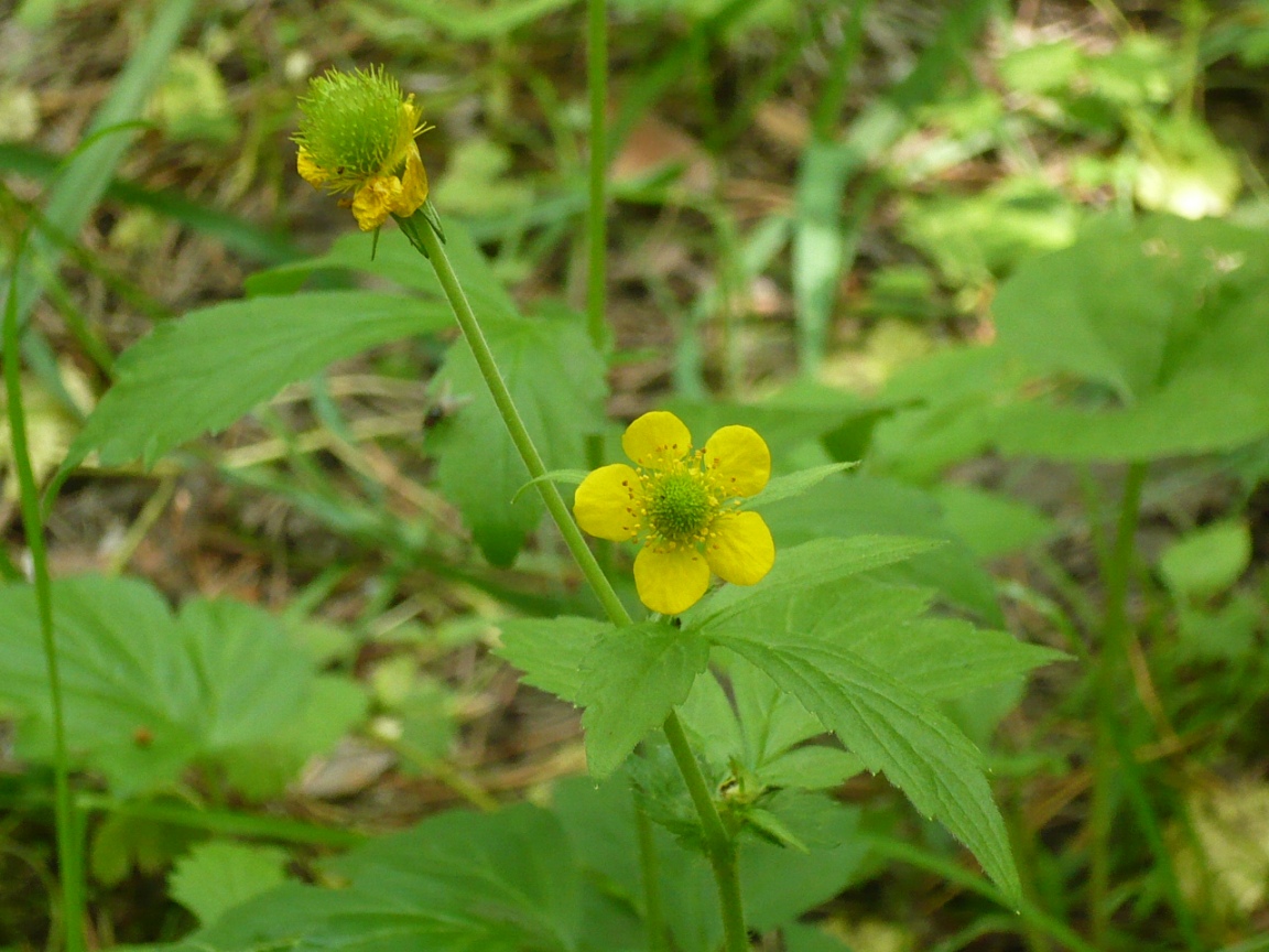 Изображение особи Geum aleppicum.