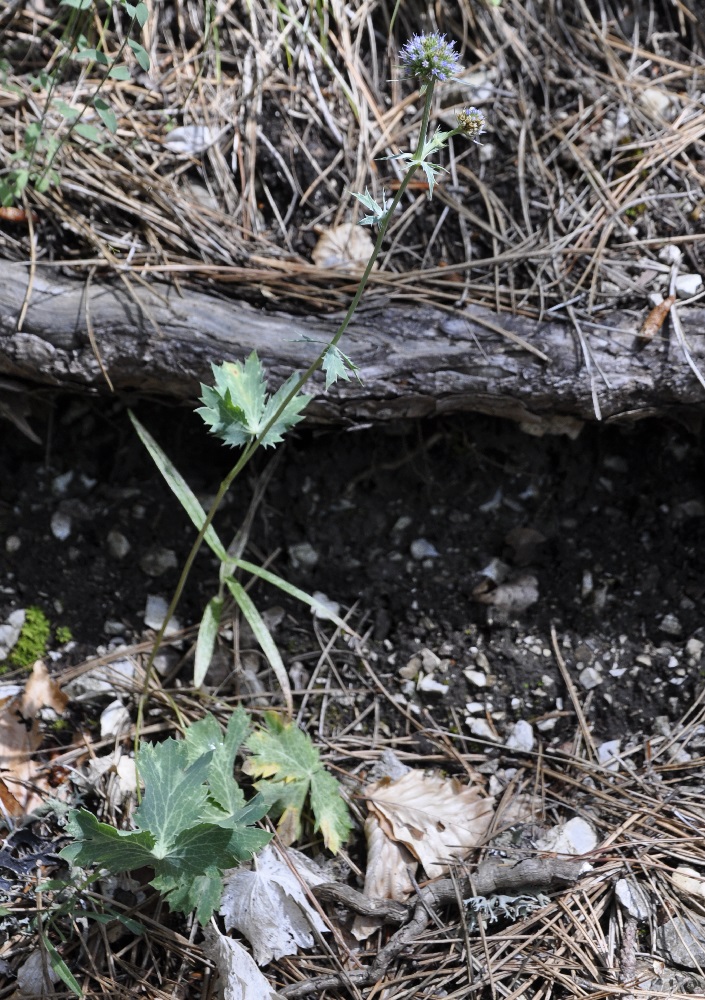 Image of Eryngium wiegandii specimen.