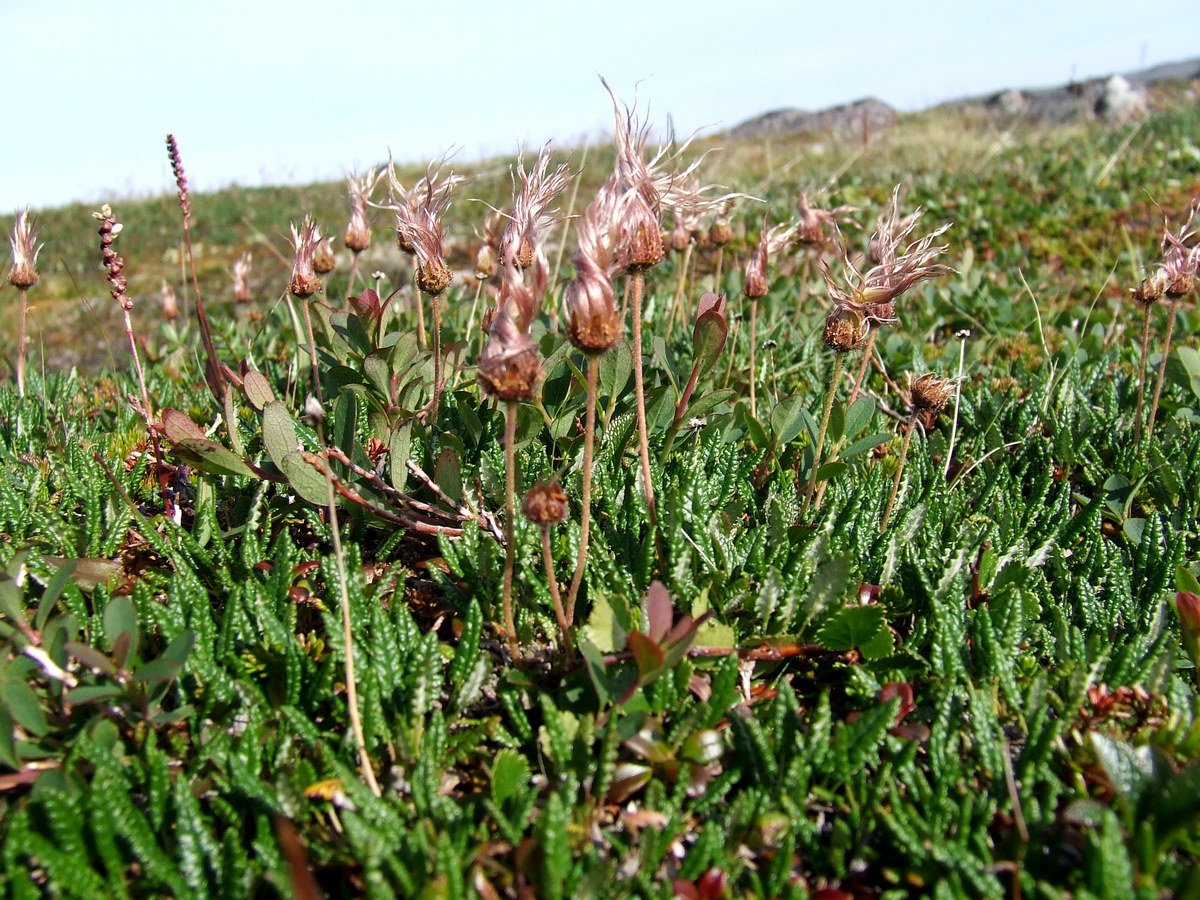 Изображение особи Dryas octopetala ssp. subincisa.