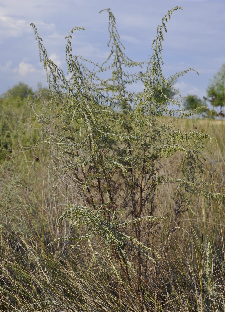 Изображение особи Artemisia santonicum.