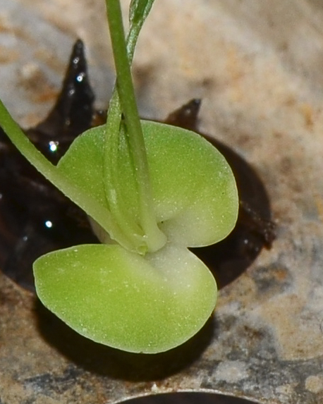 Image of Onobrychis squarrosa specimen.