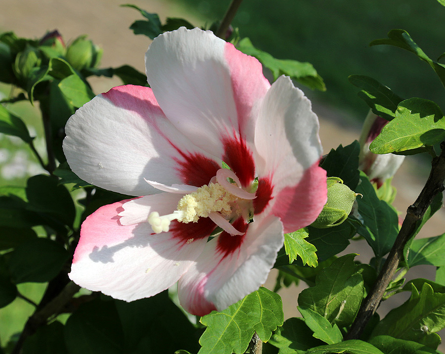 Image of Hibiscus syriacus specimen.