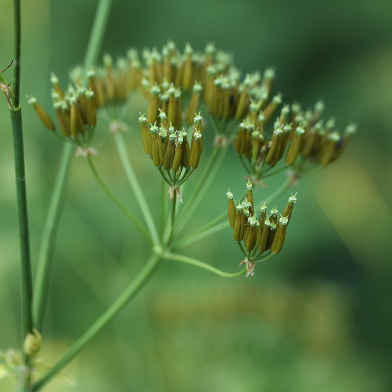 Image of Anthriscus sylvestris specimen.