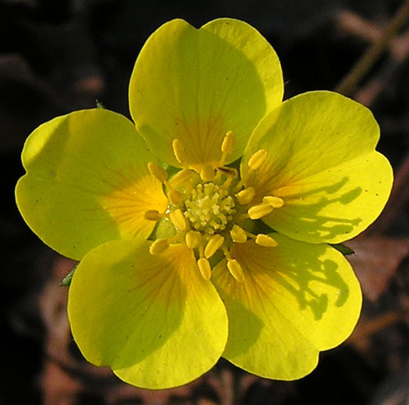 Image of Potentilla fragarioides specimen.