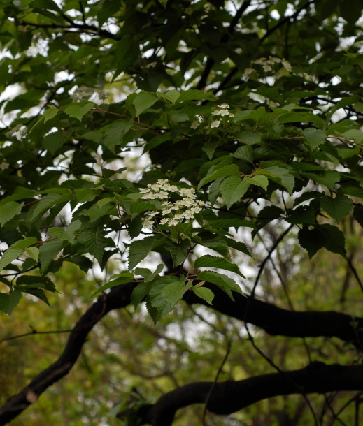 Image of Sorbus alnifolia specimen.