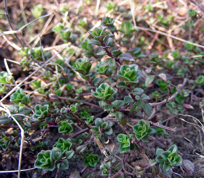 Image of Thymus ovatus specimen.