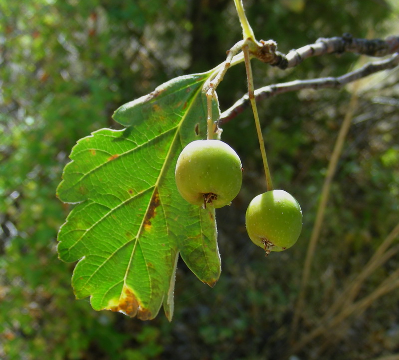 Image of Sorbus persica specimen.