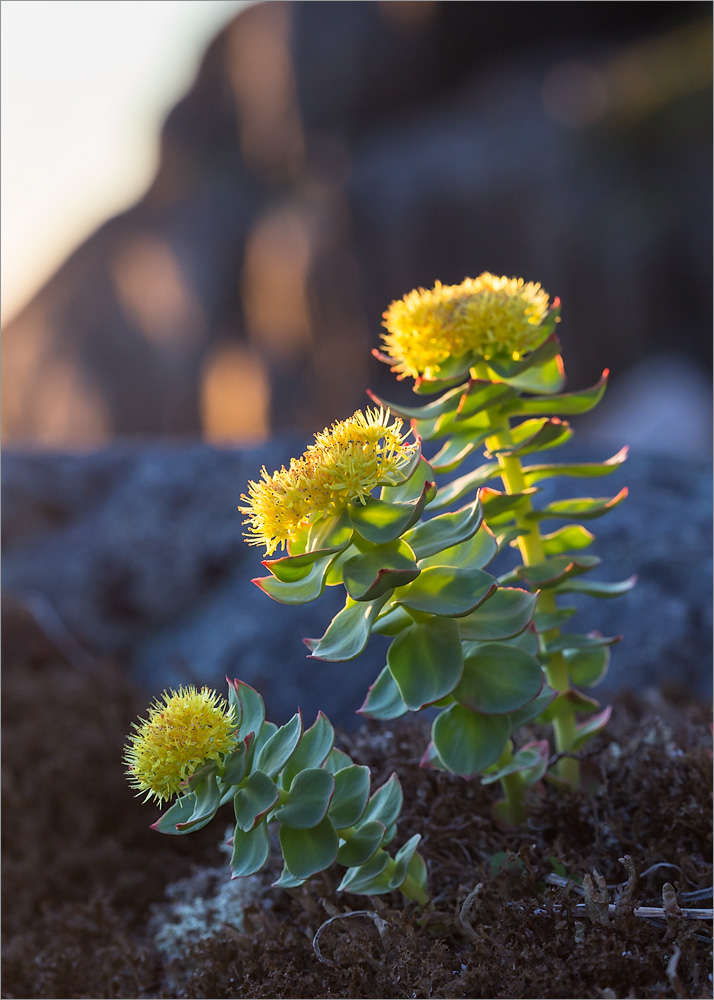 Изображение особи Rhodiola rosea.