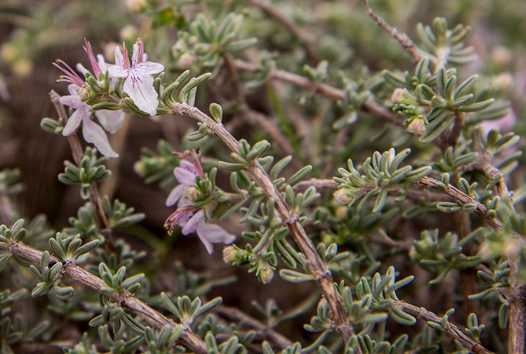 Изображение особи Teucrium brevifolium.