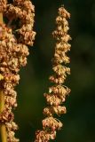 Rumex sylvestris. Часть соплодия. Белоруссия, Витебская обл., пос. Езерище, сухой луг на залежи. 14.08.2015.