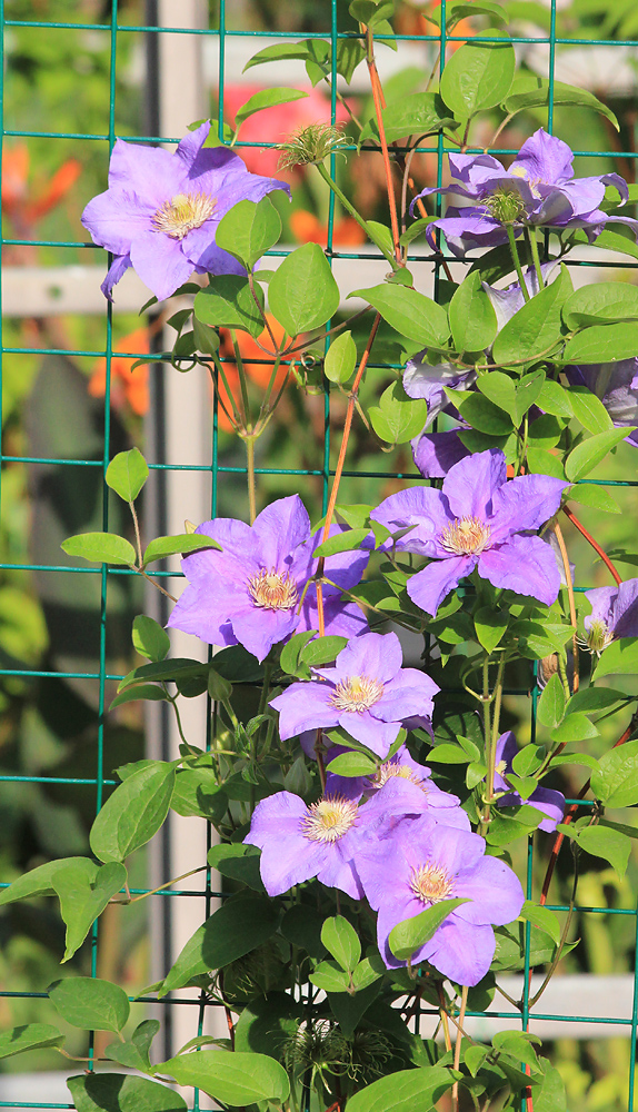 Image of Clematis &times; jackmanii specimen.