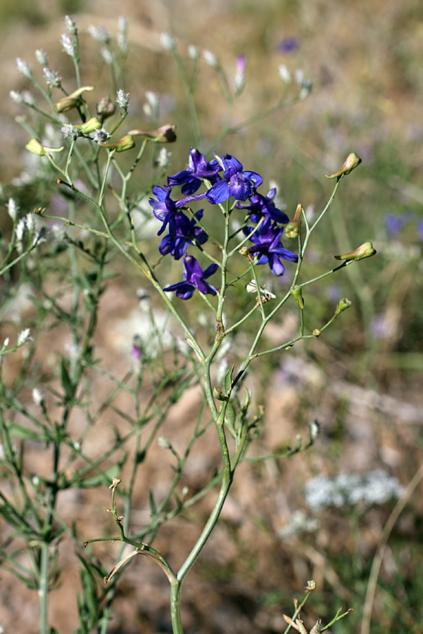 Image of Delphinium longipedunculatum specimen.