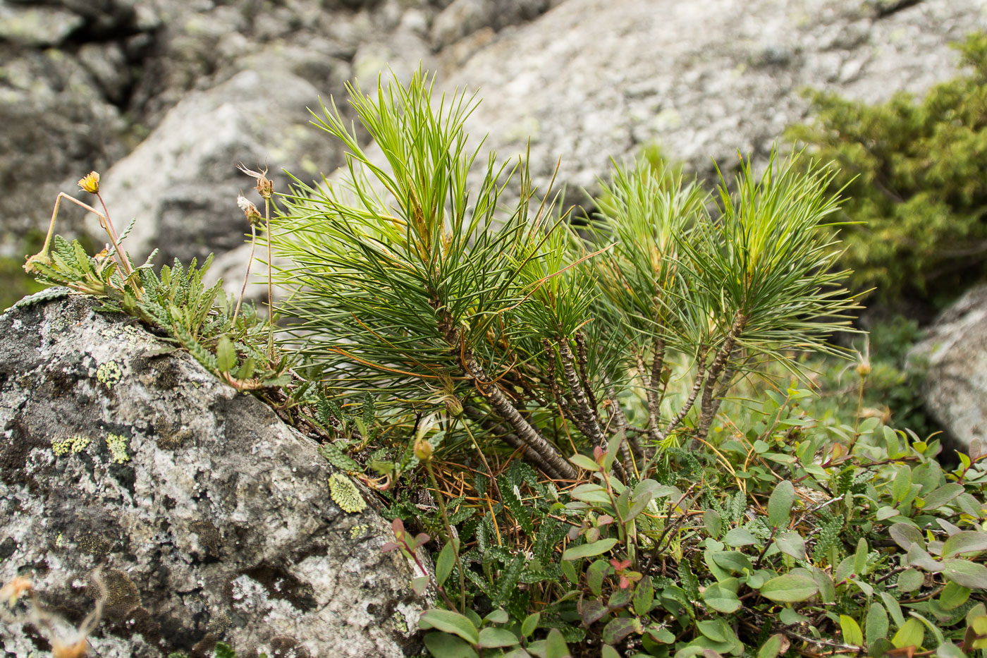 Изображение особи Pinus sibirica.