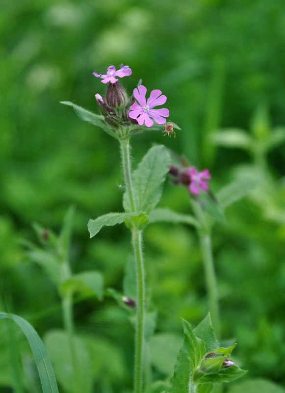 Изображение особи Melandrium dioicum.