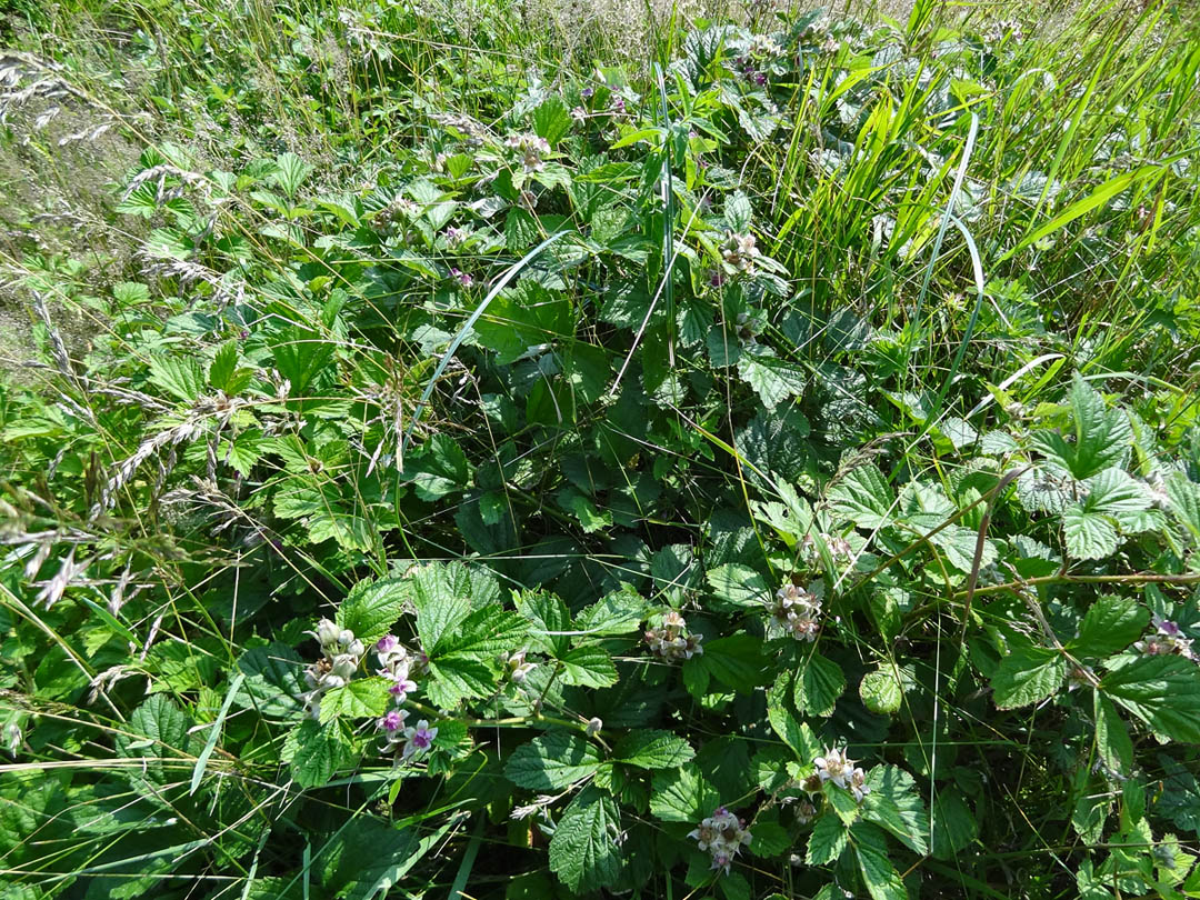 Image of Rubus mesogaeus specimen.