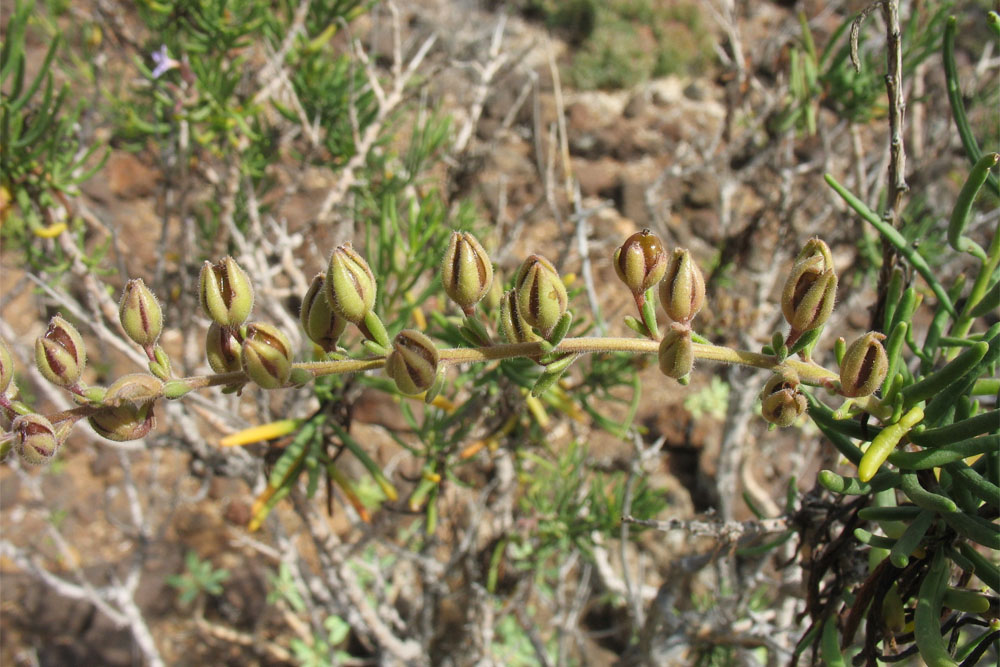 Изображение особи Campylanthus salsoloides.