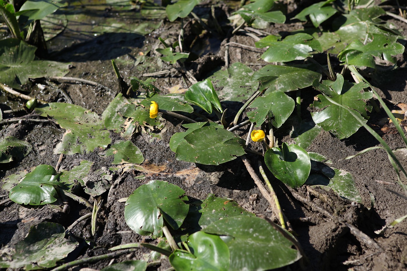 Image of Nuphar lutea specimen.