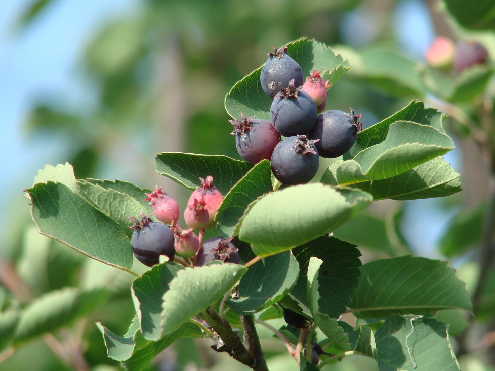 Изображение особи Amelanchier alnifolia.