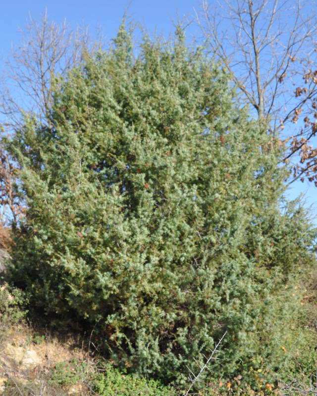 Image of Juniperus deltoides specimen.