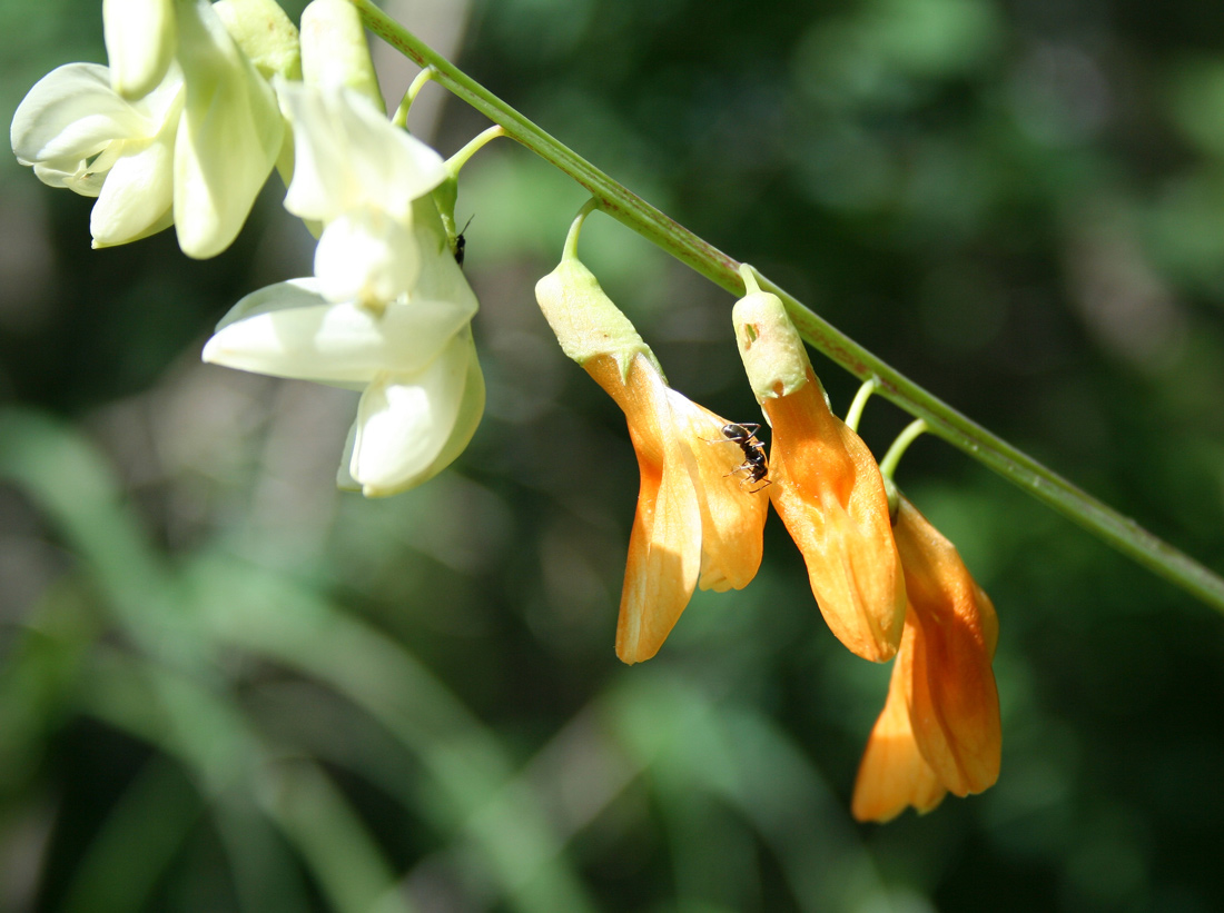 Image of Lathyrus gmelinii specimen.