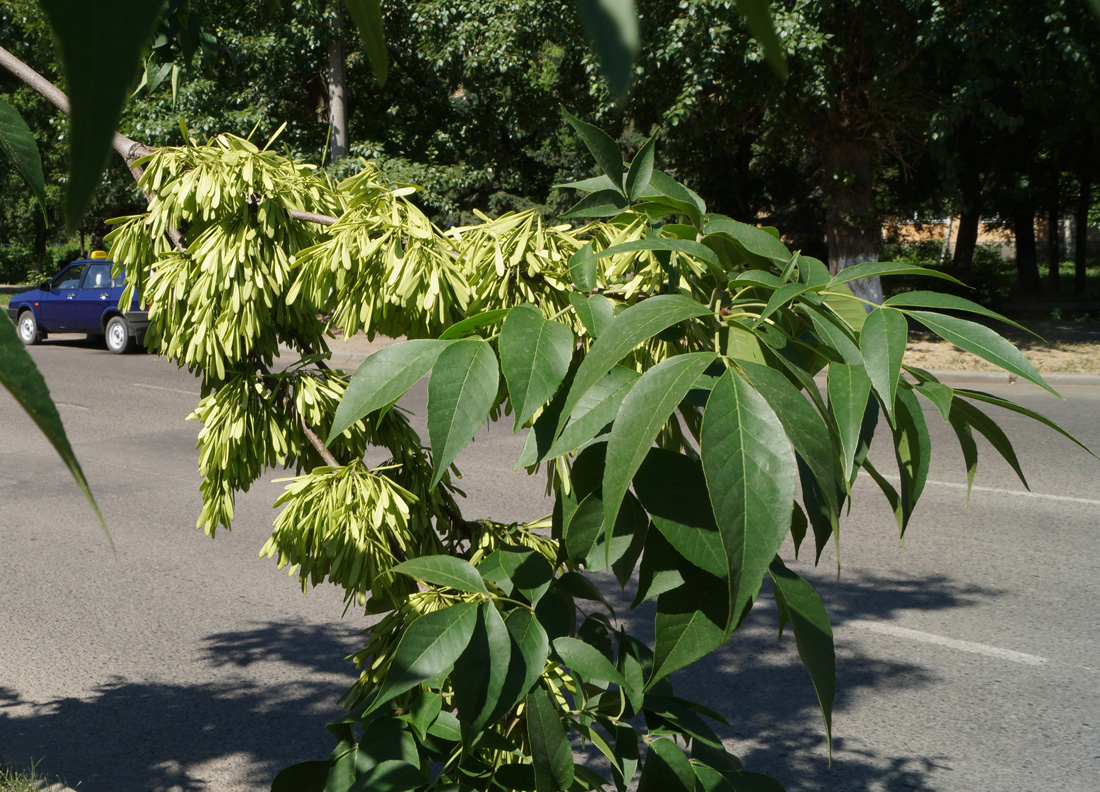 Image of Fraxinus pennsylvanica specimen.