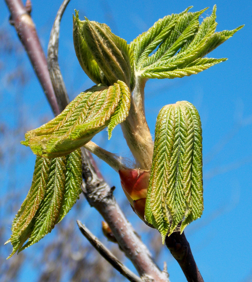 Image of Aesculus hippocastanum specimen.