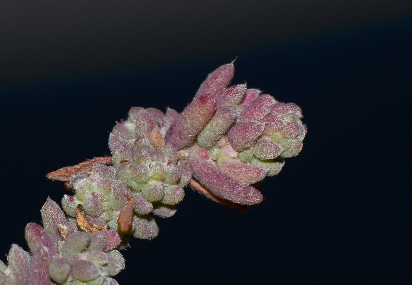 Image of Bassia tomentosa specimen.