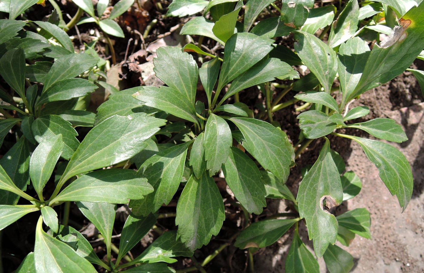 Image of Pachysandra terminalis specimen.