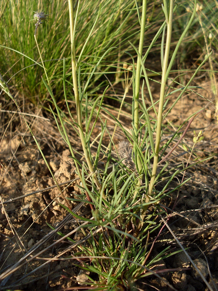 Image of Linaria macroura specimen.