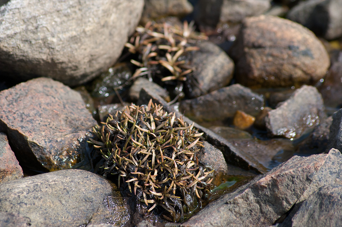 Изображение особи Plantago maritima ssp. subpolaris.