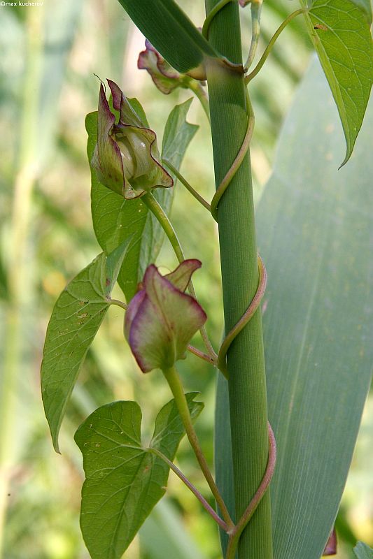 Image of Calystegia sepium specimen.