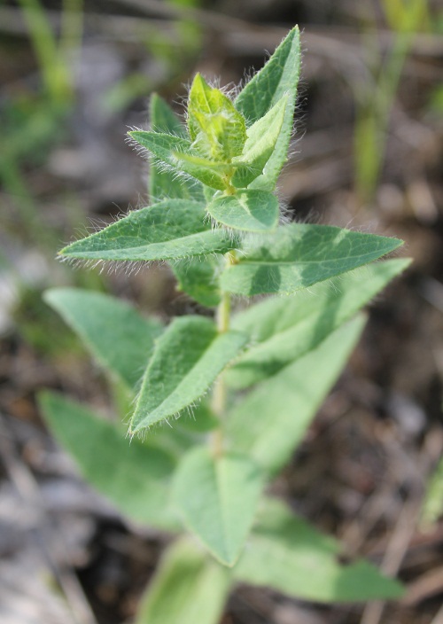 Image of Hieracium virosum specimen.