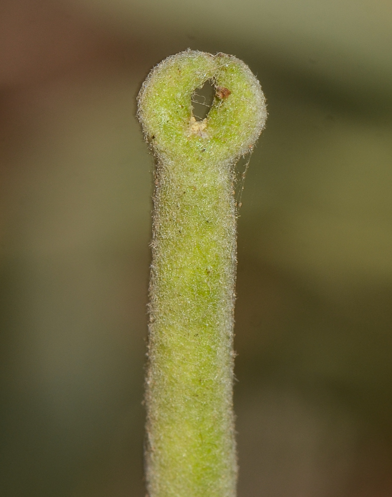 Image of Matthiola incana specimen.