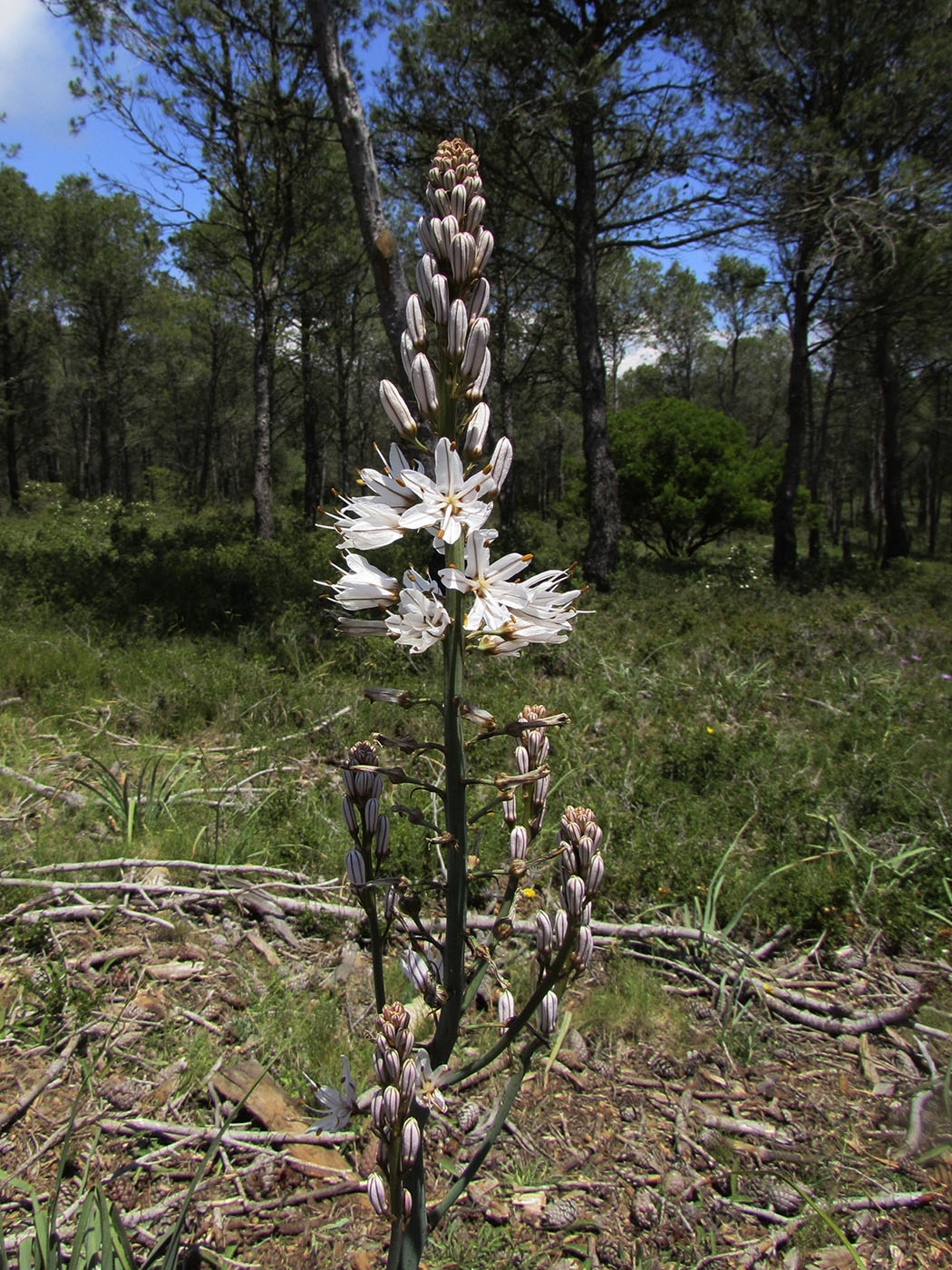 Image of Asphodelus cerasifer specimen.