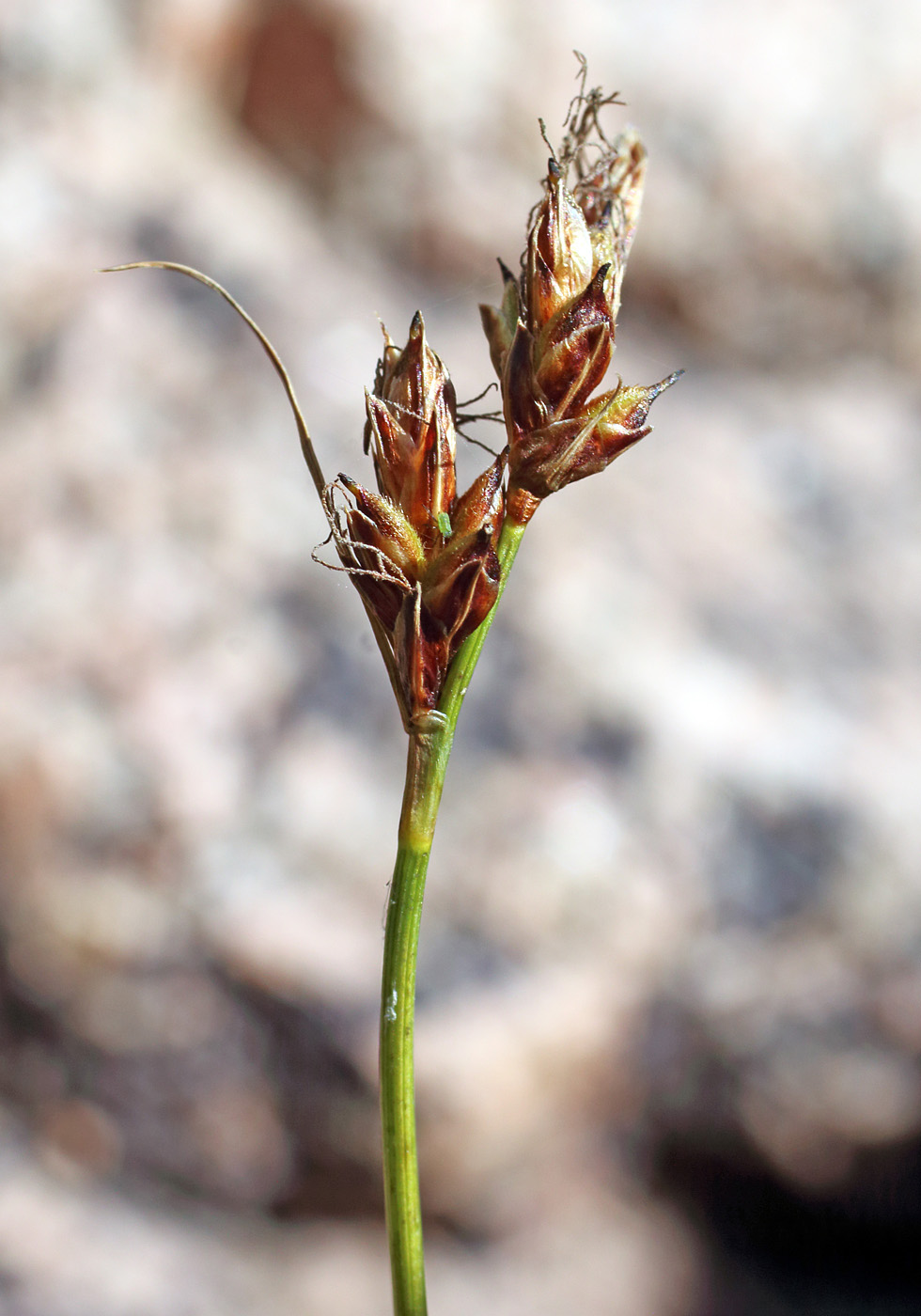 Image of Carex litwinovii specimen.