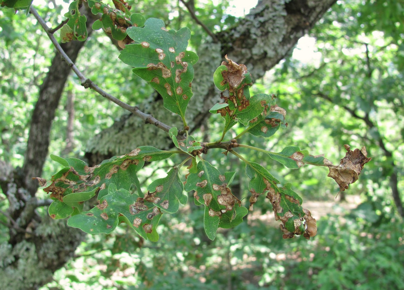 Изображение особи Quercus petraea.